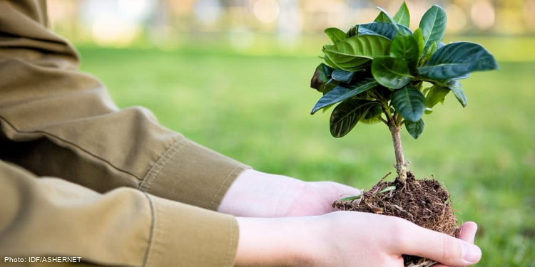 DF soldier holding a tree sapling