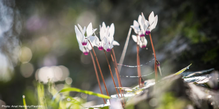 Blooming flowers
