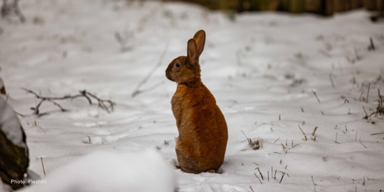 Rabbit in snow, representing hope and renewal in a winter setting.