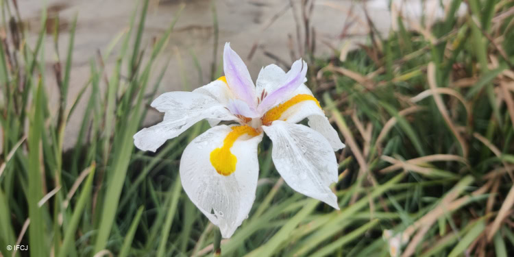 A close-up of a delicate white iris flower with yellow and purple accents, surrounded by green grass and natural outdoor elements.
