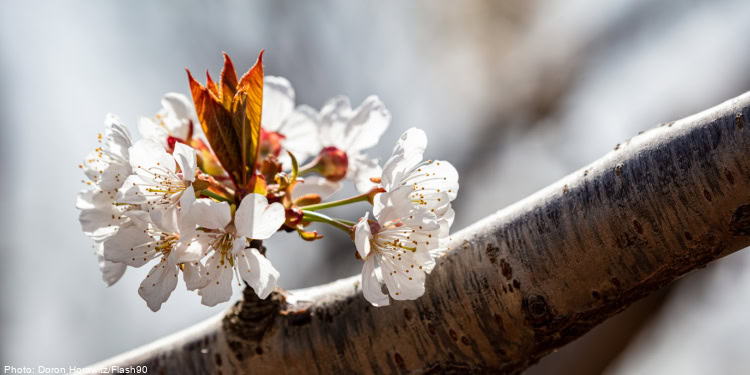 Beautiful white and pink cherry blossoms blooming on a tree branch, representing renewal, hope, and the beauty of nature.