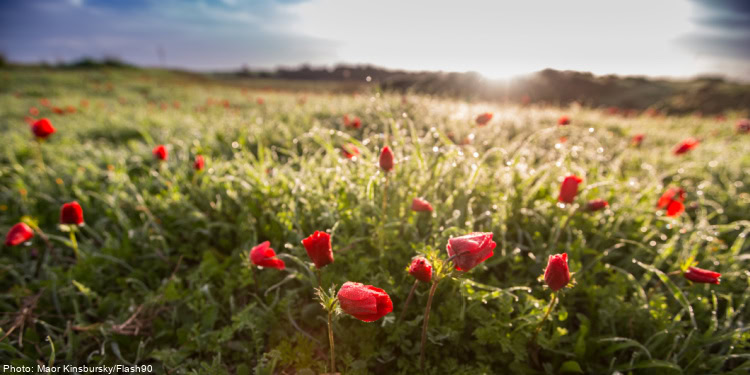 Vibrant red poppies bloom across a lush green field during sunset, symbolizing hope and renewal, with warm sunlight illuminating the scene.