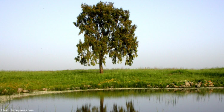 A large, leafy tree standing alone beside a calm pond in a lush green field, under a clear sky.