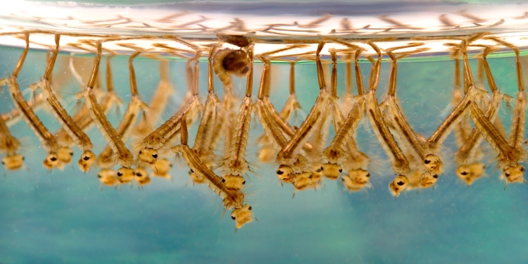 Mosquito larvae hanging in front of a teal background.