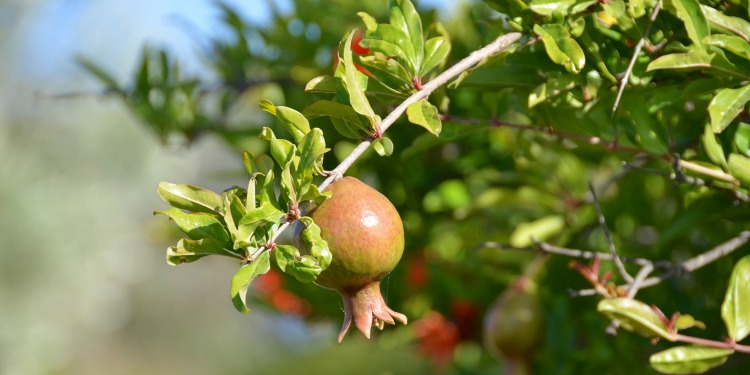 bear fruit, closeup of a pomegranate on tree