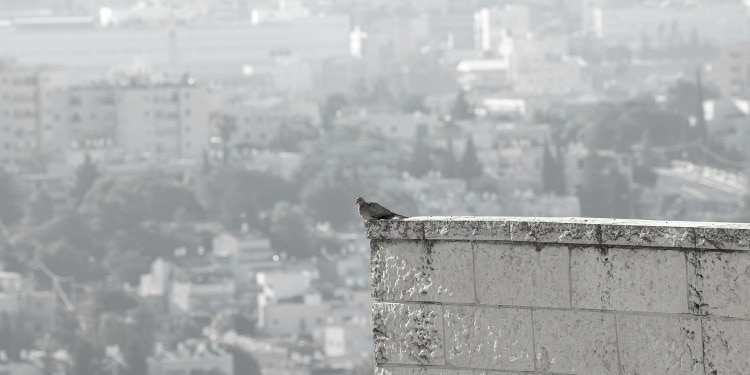 A dove perched on a white brick wall.