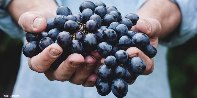 Hands holding a bunch of ripe, dark purple grapes during harvest at IFCJ farm, showcasing fresh produce and sustainable farming practices.