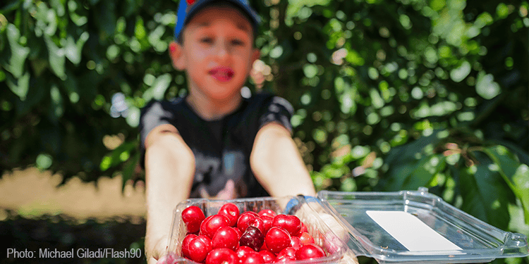Young boy picking ripe red apples from a tree in an orchard, representing harvest and agricultural work.