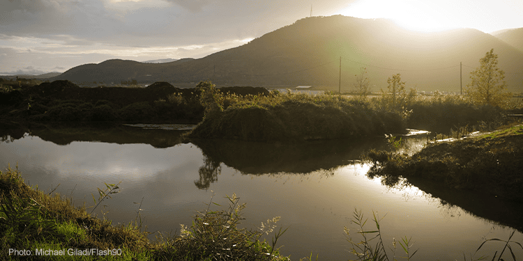 A cold winter day at the Hula valley lake