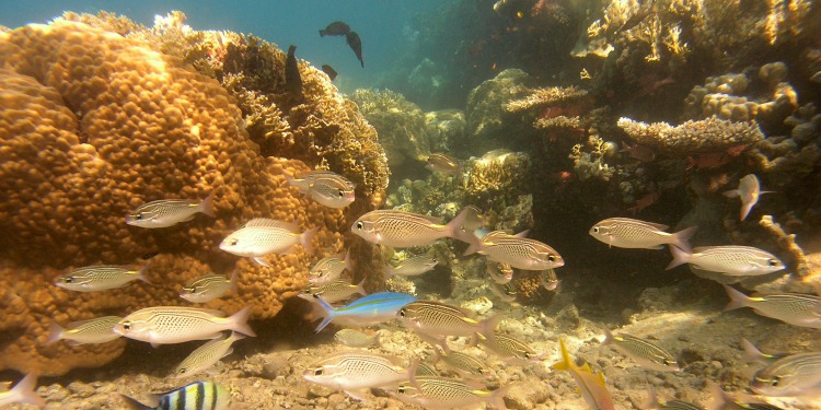 Fish swimming in the sea with coral behind them.