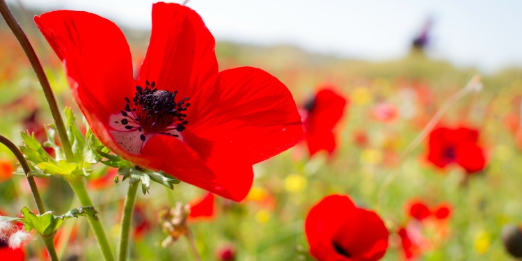 Close up image of a red poppy flower in a flower field.