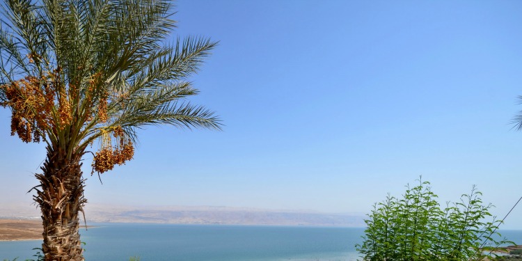 Date palm by Dead Sea