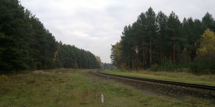 Empty train tracks running through the middle of the forest.