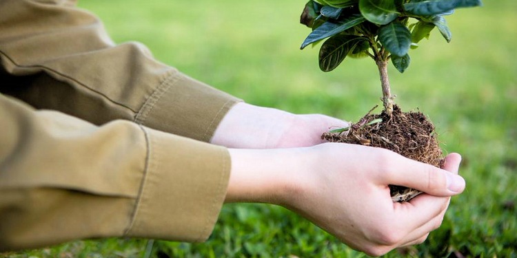 Hands holding a small tree