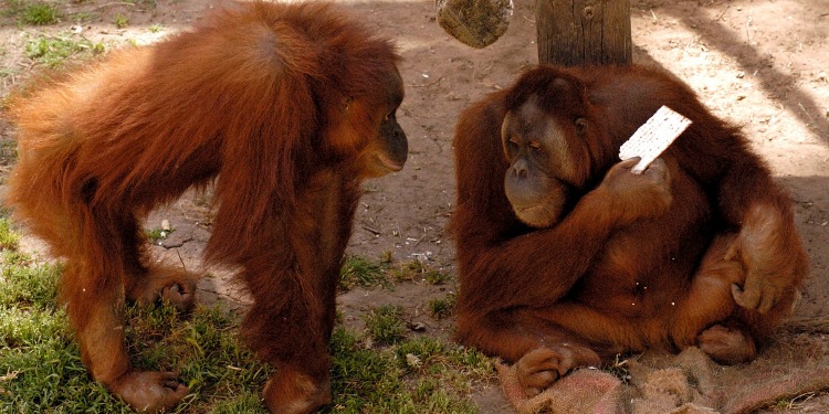 Two orangutans facing each other while one is holding on to a white cracker.