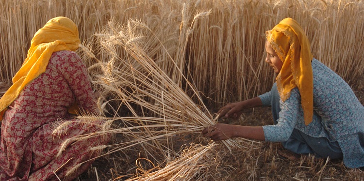 Two women sitting on the ground gathering wheat in a field.