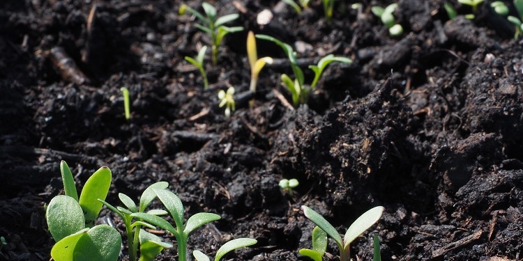 Plants beginning to sprout from the soil