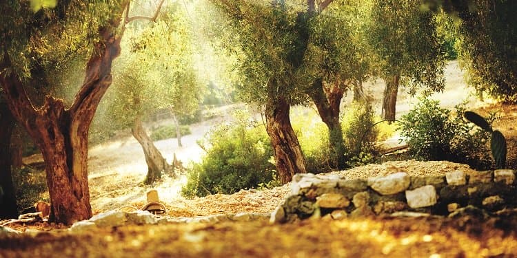 Serene image of a forest with the sunlight shining through