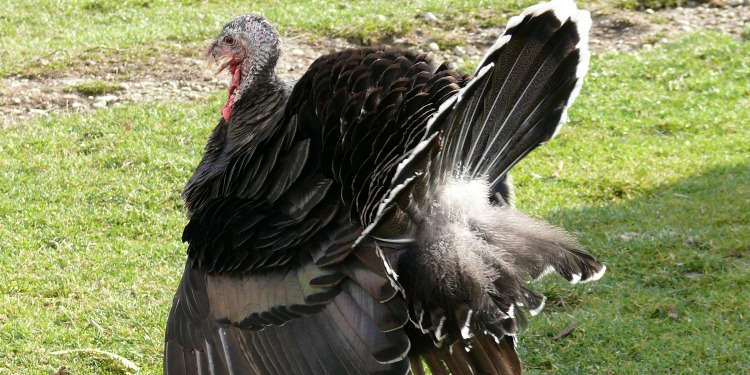 A large turkey with it's feathers upright standing in the middle of a grass field.