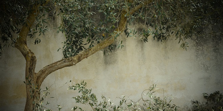 An olive tree against a concrete wall.
