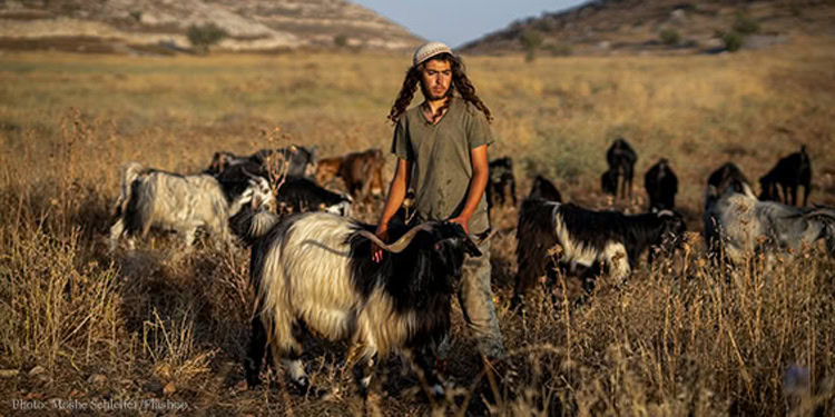 A Jewish shepherd herding his sheep near his outpost in the West Bank