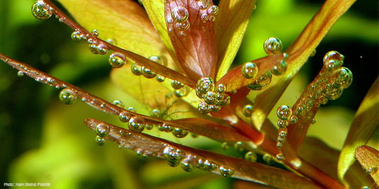 A group of leaves with drops of water