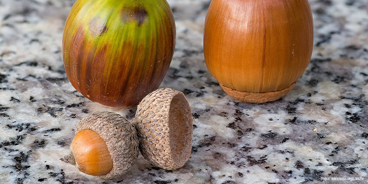 Acorns on granite bench