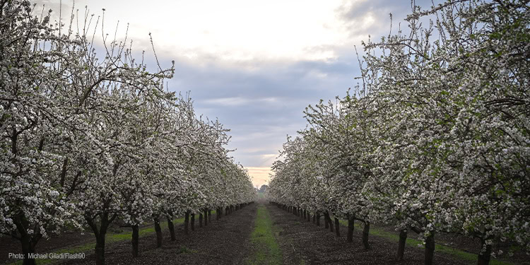 Almond trees blooming