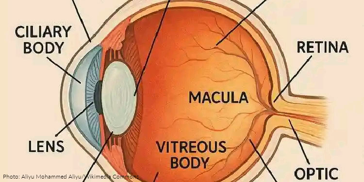 An illustration of the human eye showing the ciliary body, lens, retina, macula, vitreous body, and optic nerve, highlighting advanced cataract surgery performed by an Israeli robotics company.