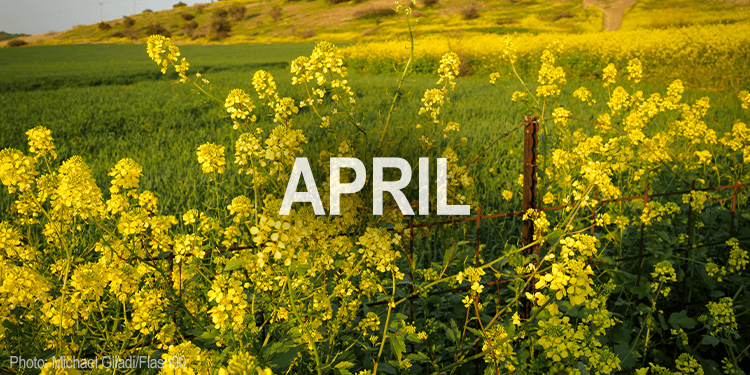 Bright yellow mustard flowers blooming in a lush green field in Israel during April, symbolizing renewal and hope.