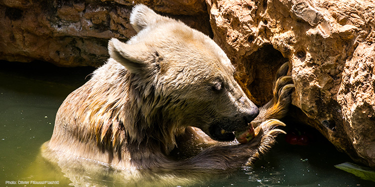 A bear enjoys a shower at the Jerusalem's Biblical Zoo