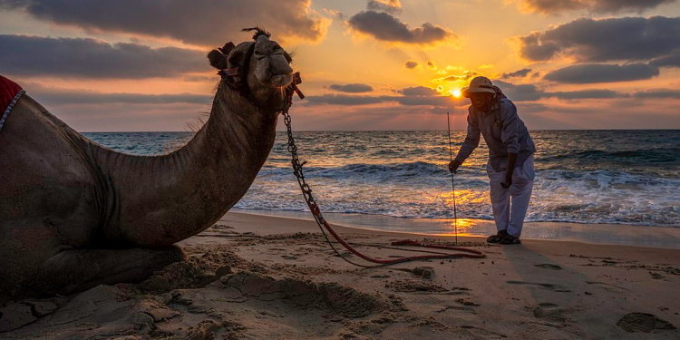 A Bedouin herder rests his camel at sunset on Zikim Beach, Israel