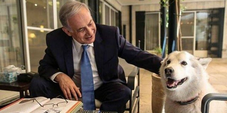 Bibi smiling and petting a dog.