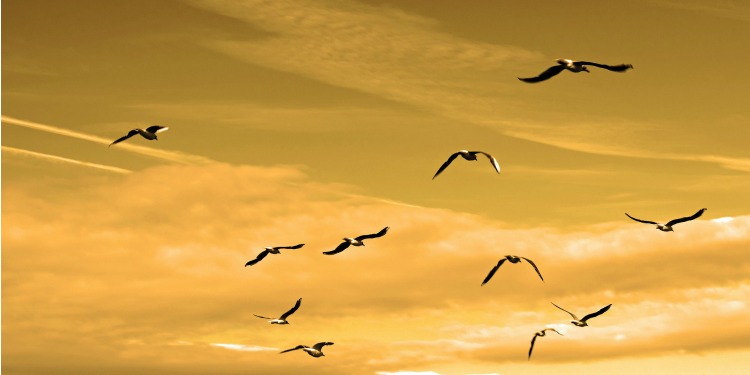 Birds flying in a golden sky.