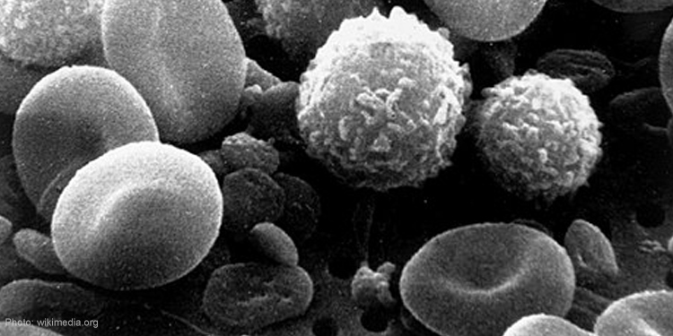 Blood cells