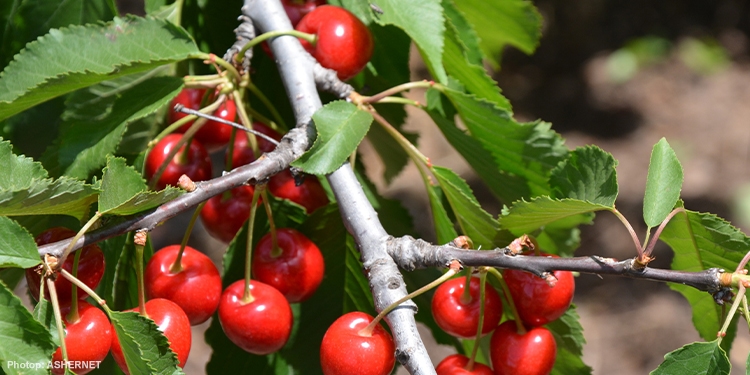 Close up image of bundles of cherries growing from a tree branch.