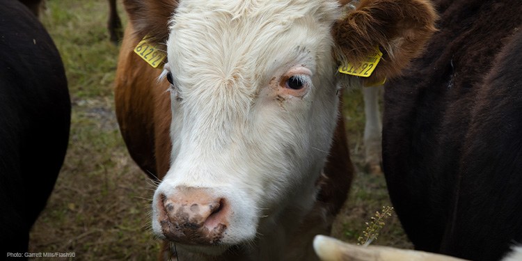 Cows in a field in Ireland
