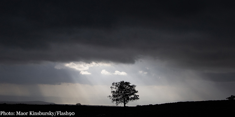 The shadow of a single tree in an empty field with dark clouds overhead.
