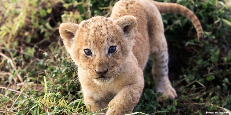 Lion cub laying on grass.