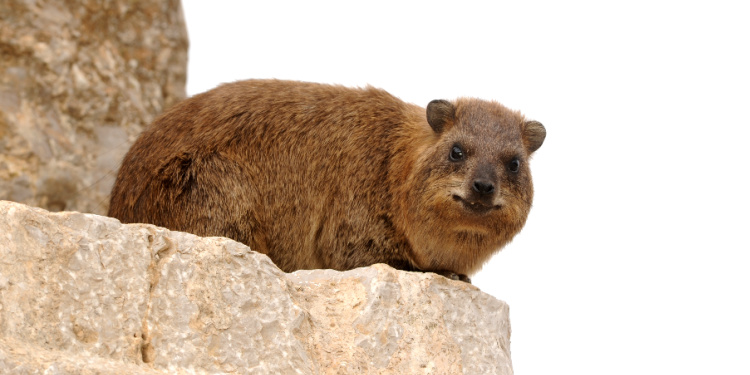Hyrax in crags of Nimrod Castle