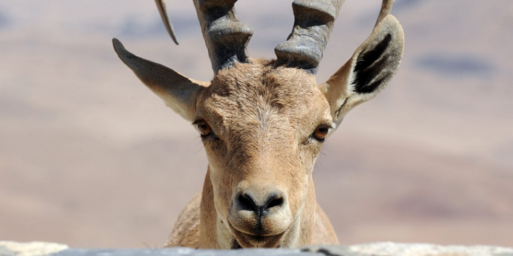 Ibex in southern Israel