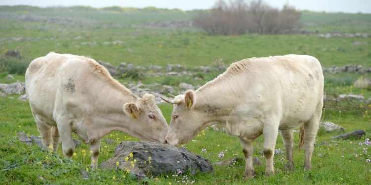 Cattle in the Golan Heights
