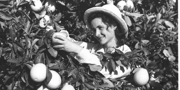 Girl works harvest in Holy Land in 1947