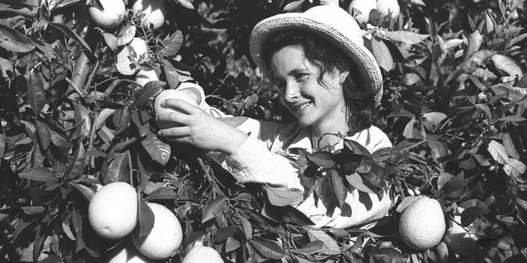 A Jewish woman doing labor in a field in pre-state Israel, picking fruit. 1947.