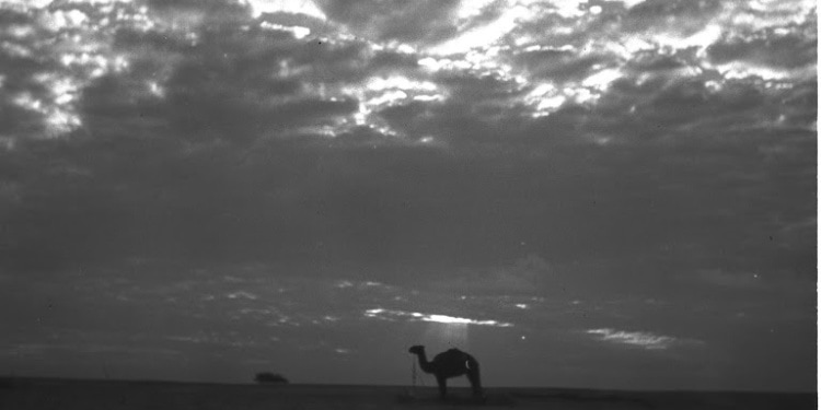 Camel and the sun set in Negev in 1943