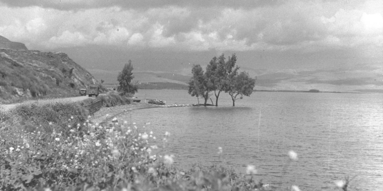 Tree by Sea of Galilee, 1949