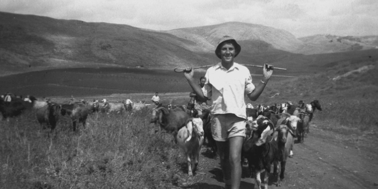 A young shepherd with his sheep in the Galilee, 1940