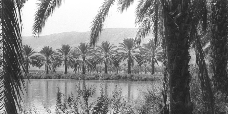 Palm Trees at Kibbutz Degania Alef