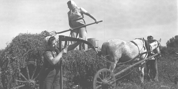 Black and white image of three people gathering hay with a horse.
