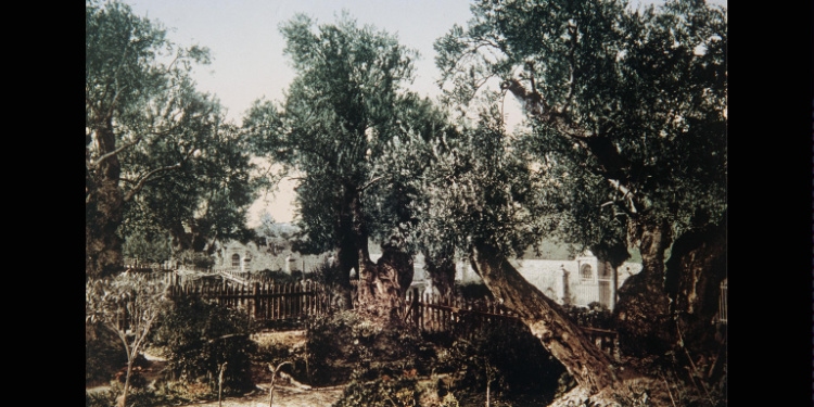 Garden of Gethsemane, 1890